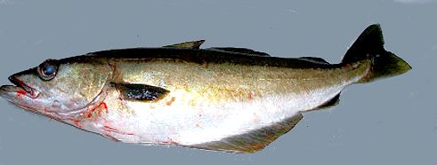 Pollachius pollachius_1256